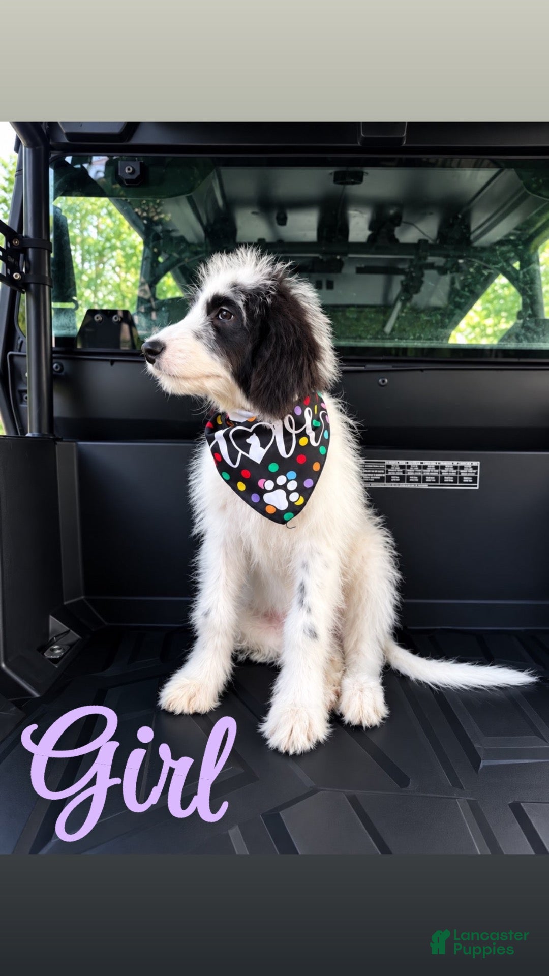Mixed Breed dogs for sale: Mixed Breed 1 - Ad 12