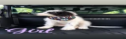 Mixed Breed dogs for sale: Mixed Breed 1 - Ad 1