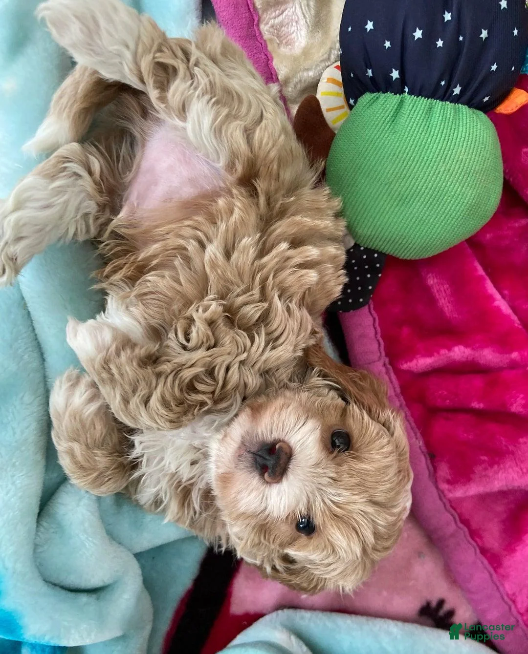 Maltipoo dogs for sale: Mike - Ad 4