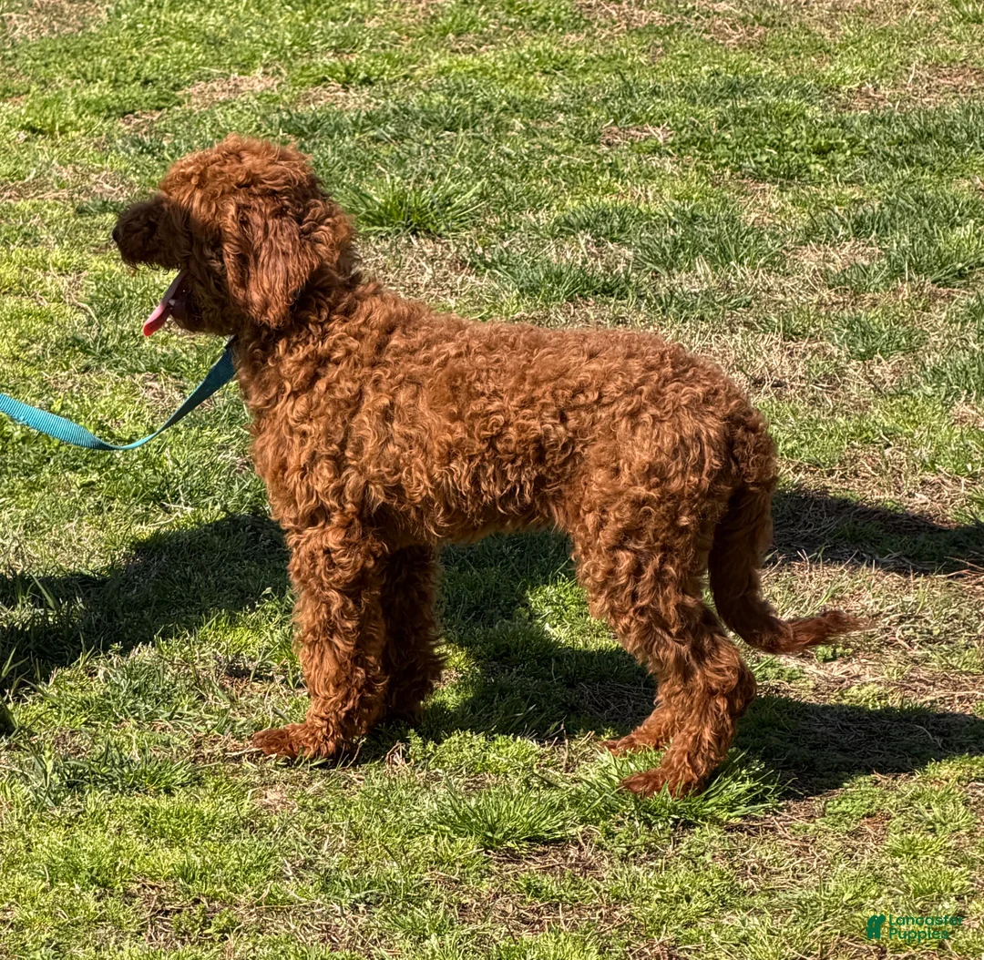 Mini Goldendoodle dogs for sale: Jolly - Ad 4
