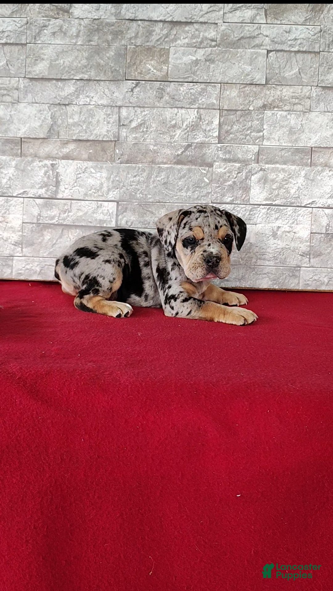 Beabull dogs Royal - Ad 2