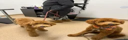 Goldendoodle dogs for sale: Goldendoodle 6 - Ad 4