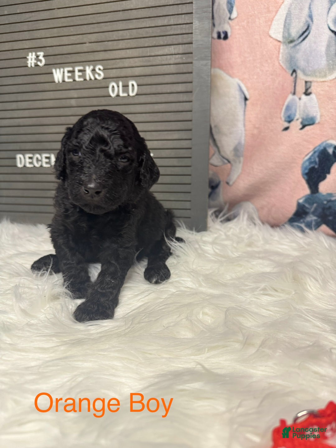 Standard Poodle dogs for sale: Standard Poodle Puppy 4 - Ad 7