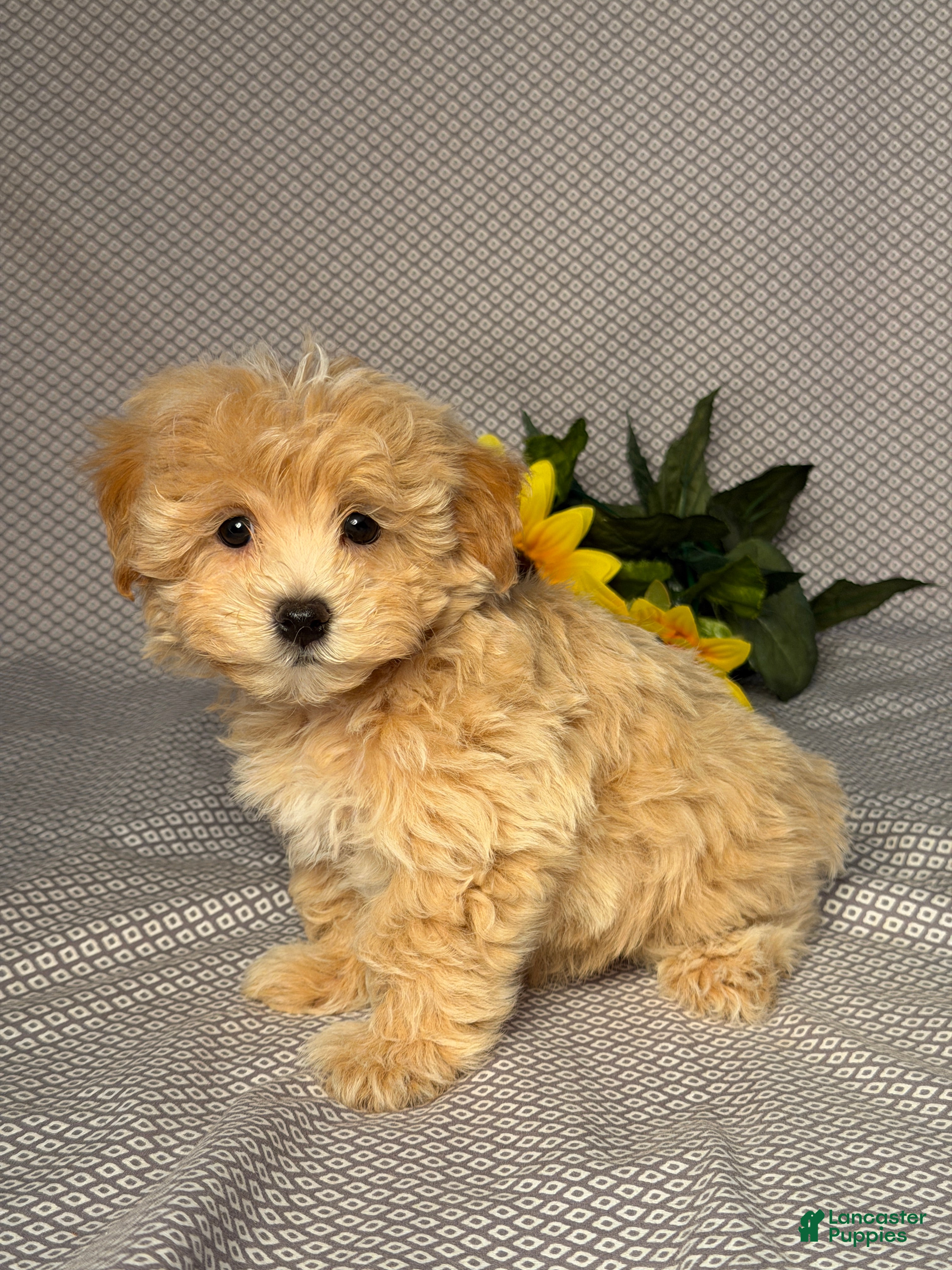 Maltipoo dogs Danny - Ad 2