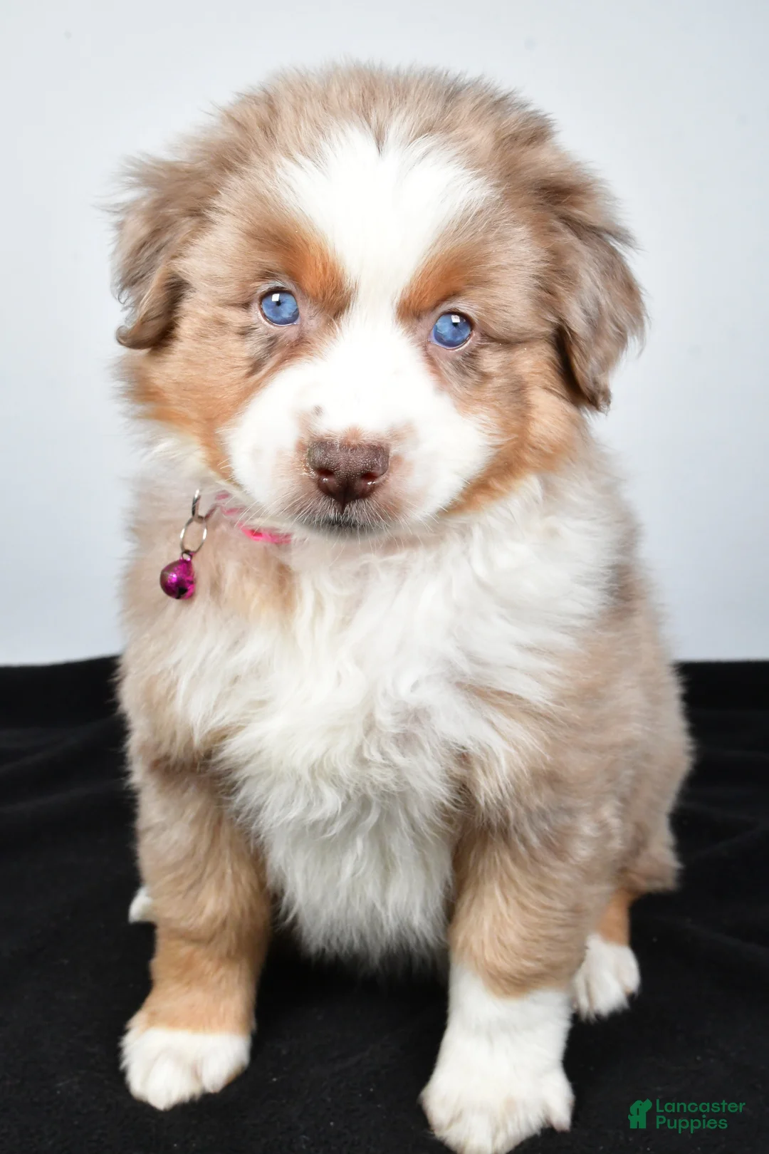 Miniature Australian Shepherd dogs for sale: River - Ad 1