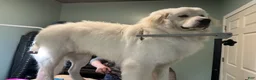 Mixed Breed dogs for sale: Nugget - Ad 4