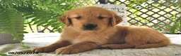 Golden Retriever dogs for sale: Goldie - Ad 4