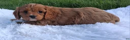 Cavapoo dogs for sale: Ollie - Ad 3