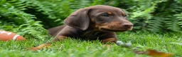 Doberman Pinscher dogs for sale: Gunner🦴 - Ad 10