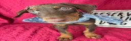Doberman Pinscher dogs for sale: Diesel - Ad 2