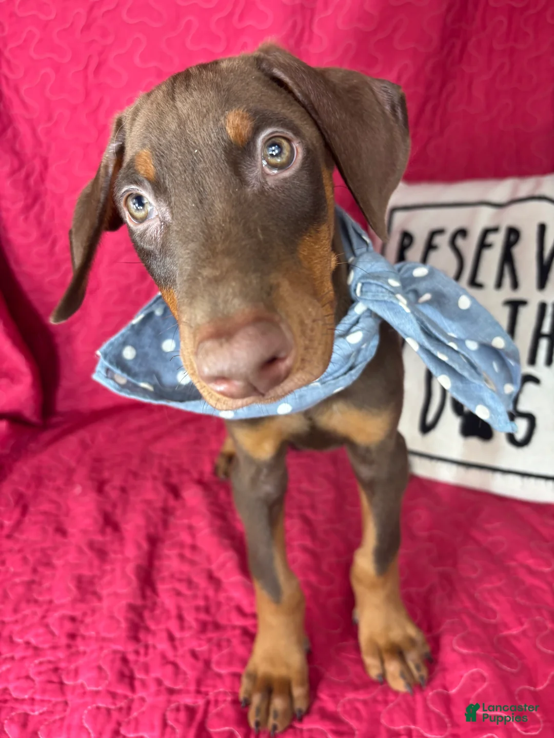 Doberman Pinscher dogs for sale: Diesel - Ad 2