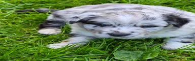 Australian Shepherd Puppy 1