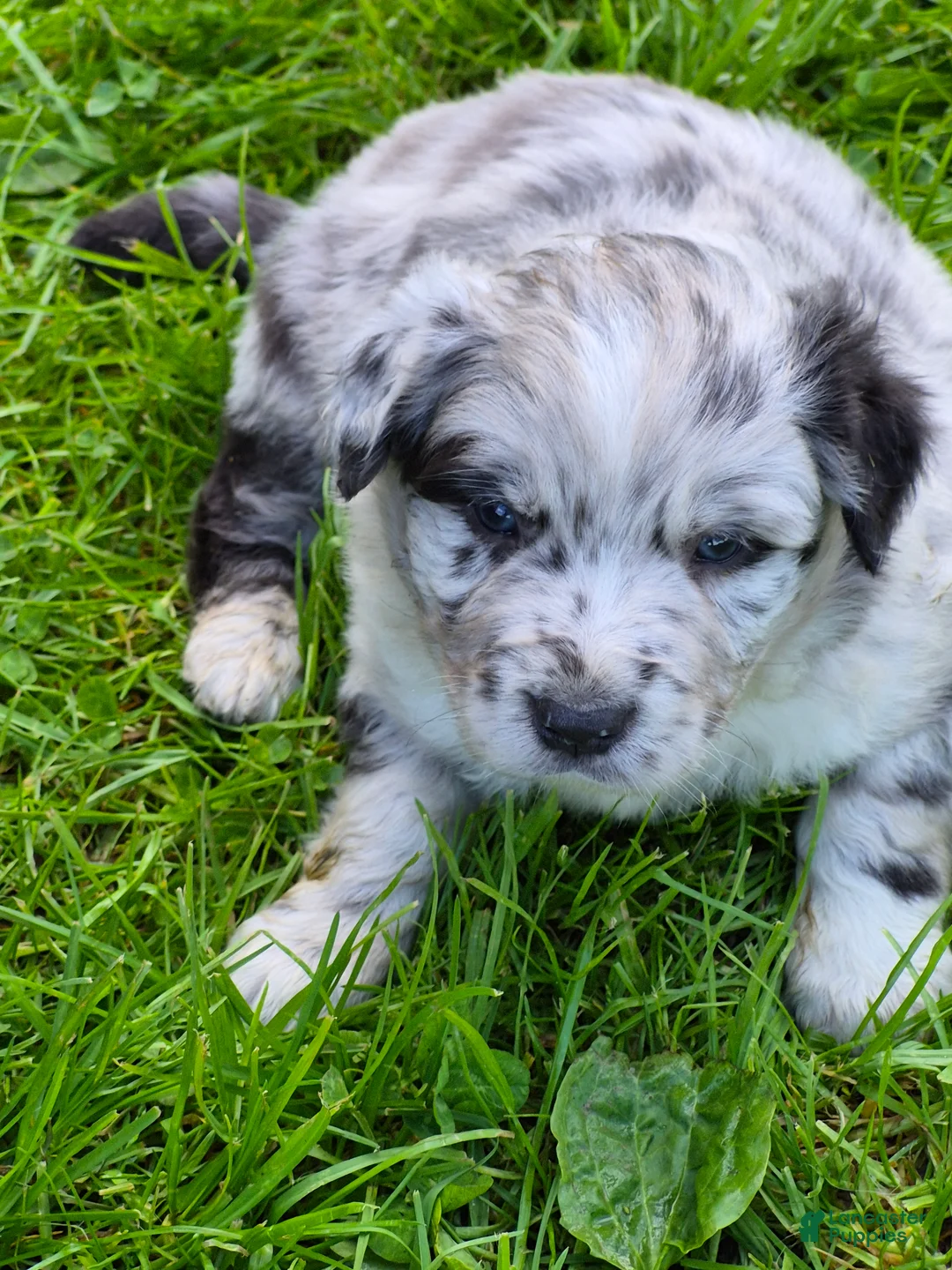 Australian Shepherd dogs for sale: Australian Shepherd Puppy 1 - Ad 1