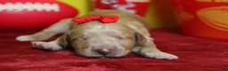 Goldendoodle dogs for sale: Cinder  - Ad 3