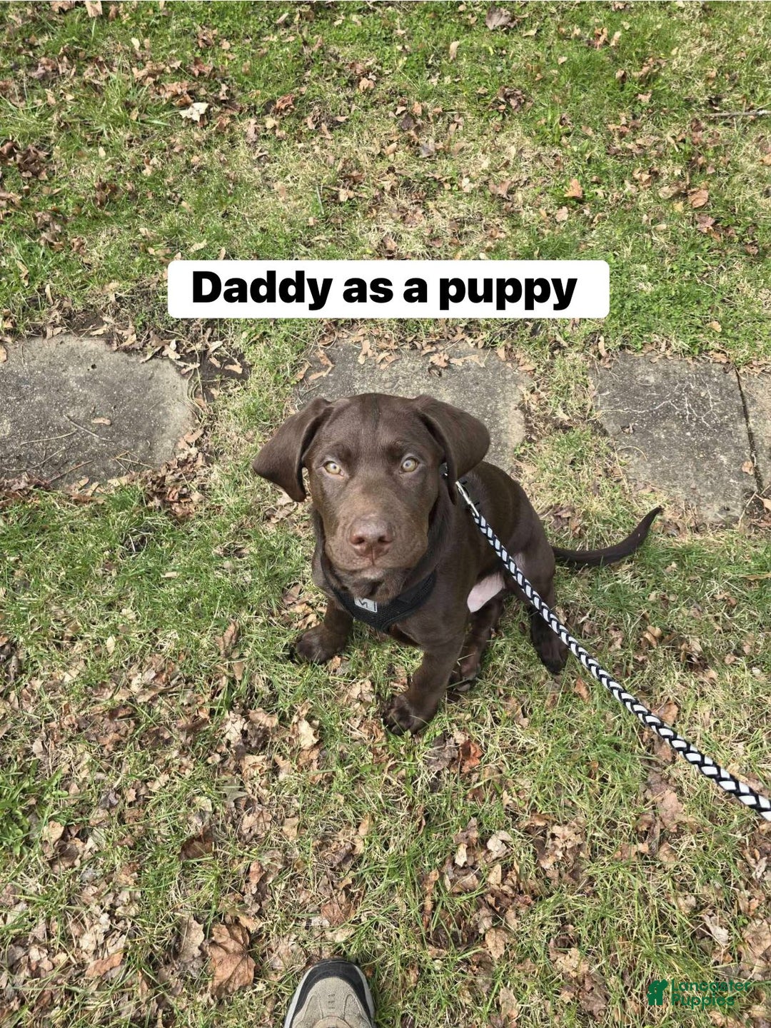 Mixed Breed dogs for sale: Carmella / Cinimini / Honey / Albany / Mini zoo / midnight - Ad 22