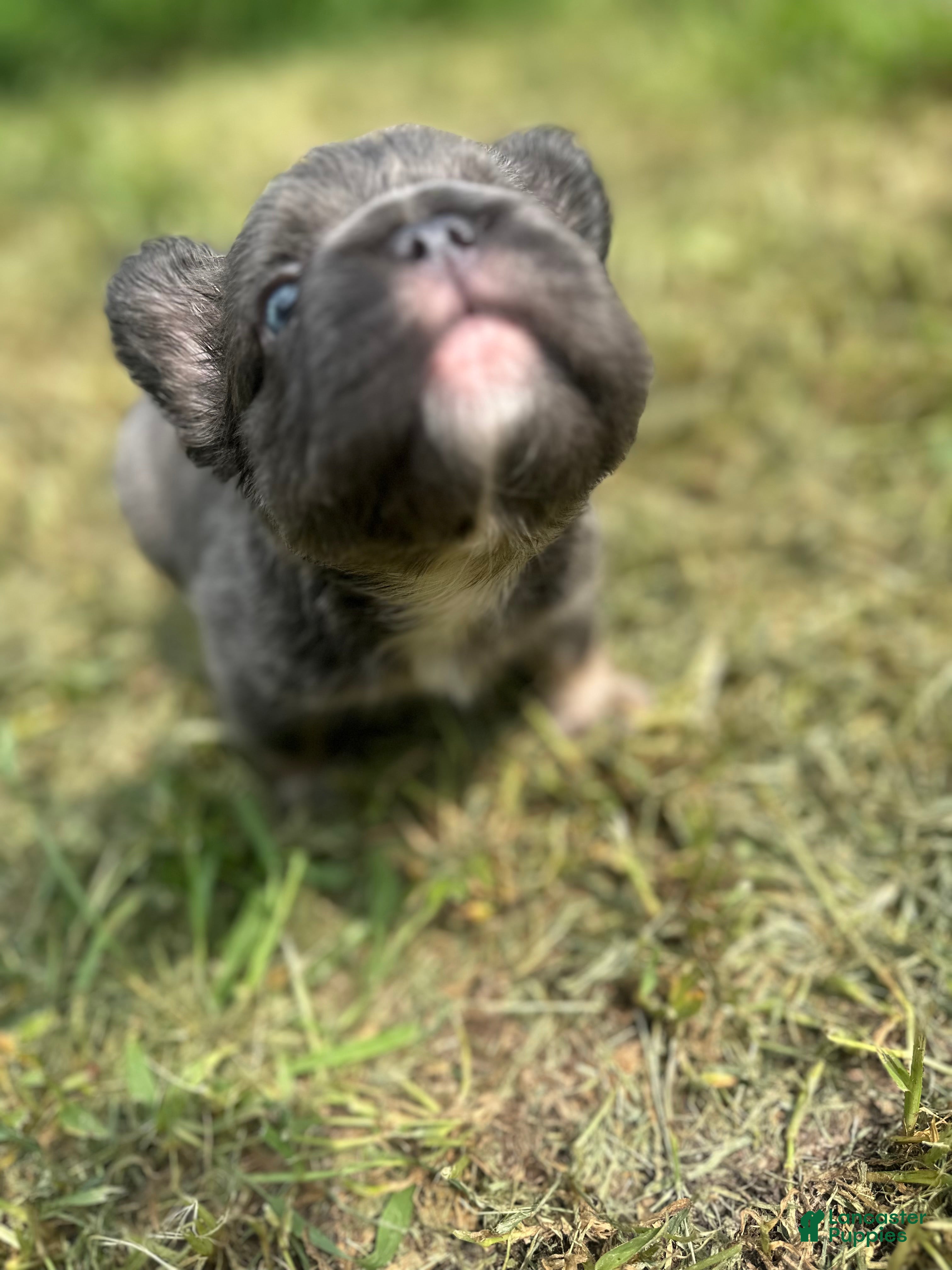 French Bulldog dogs French Bulldog 2 - Ad 1