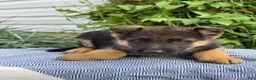 German Shepherd dogs for sale: Gibbs - Ad 2