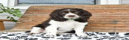 Mixed Breed dogs for sale: Patches - Ad 2