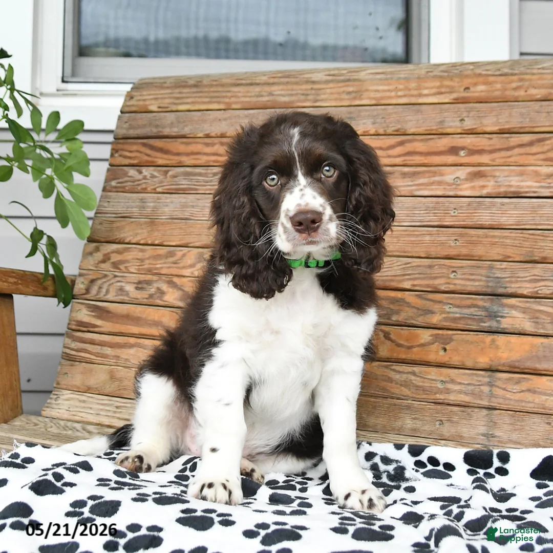 Mixed Breed dogs for sale: Patches - Ad 2