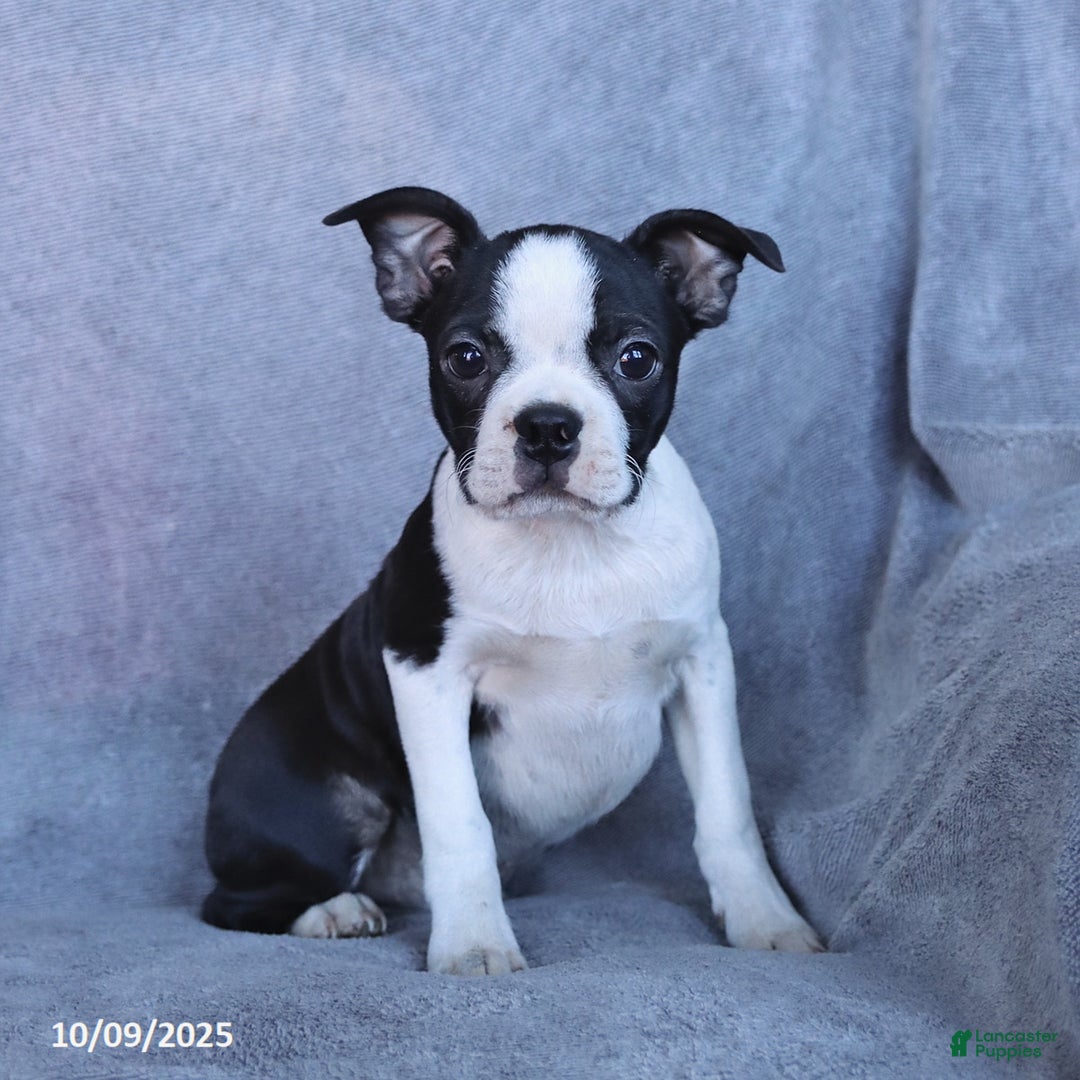Bossie Boston Terrier Australian Shepherd Mix Best Baussie Puppies
