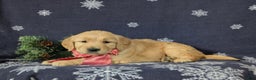 Golden Retriever dogs for sale: Bosley - Ad 4