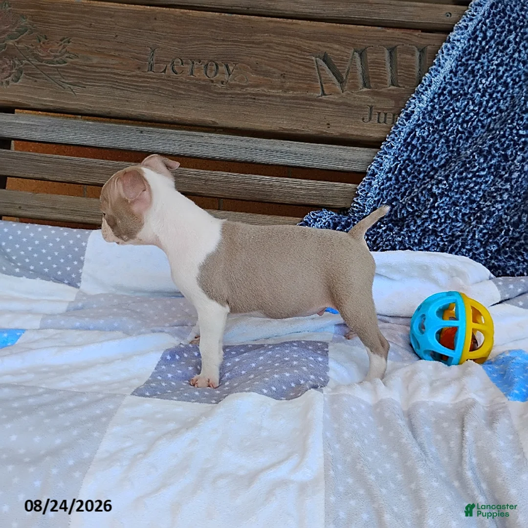Boston Terrier dogs for sale: Roland - Ad 12