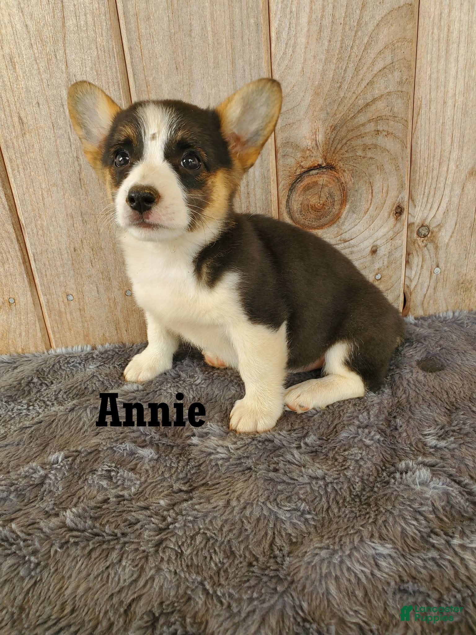 Welsh Corgi Pembroke dogs Annie - Ad 1