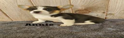 Welsh Corgi Pembroke dogs for sale: Annie - Ad 1