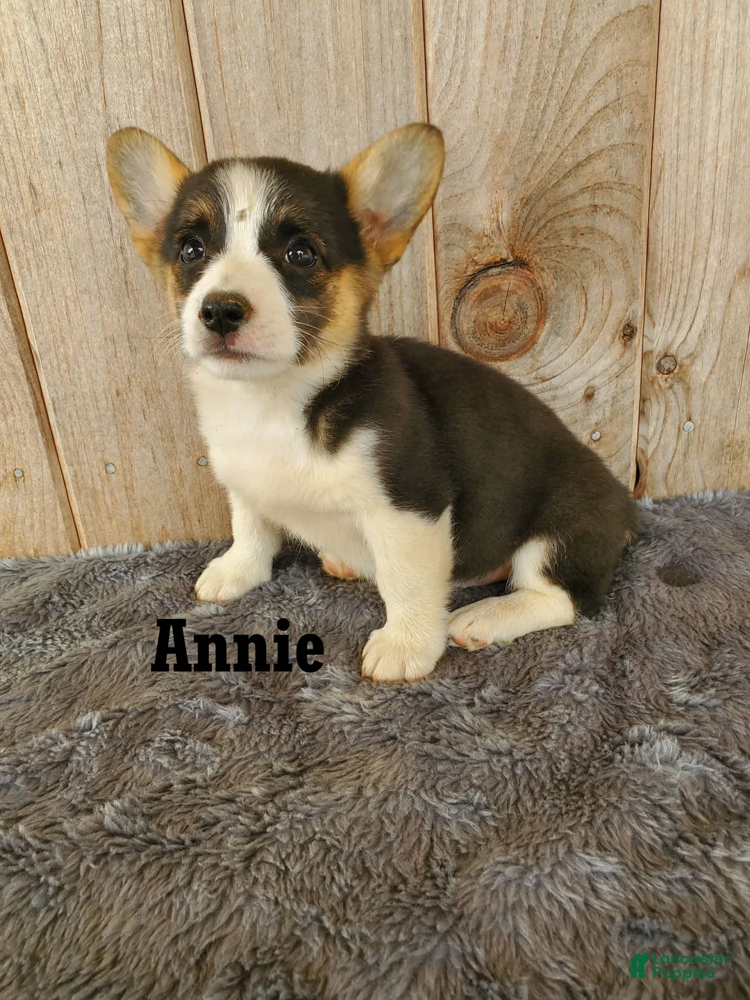 Welsh Corgi Pembroke dogs for sale: Annie - Ad 1
