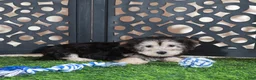 Yochon dogs for sale: AJ Handsome Male Yochon Puppy - Ad 2
