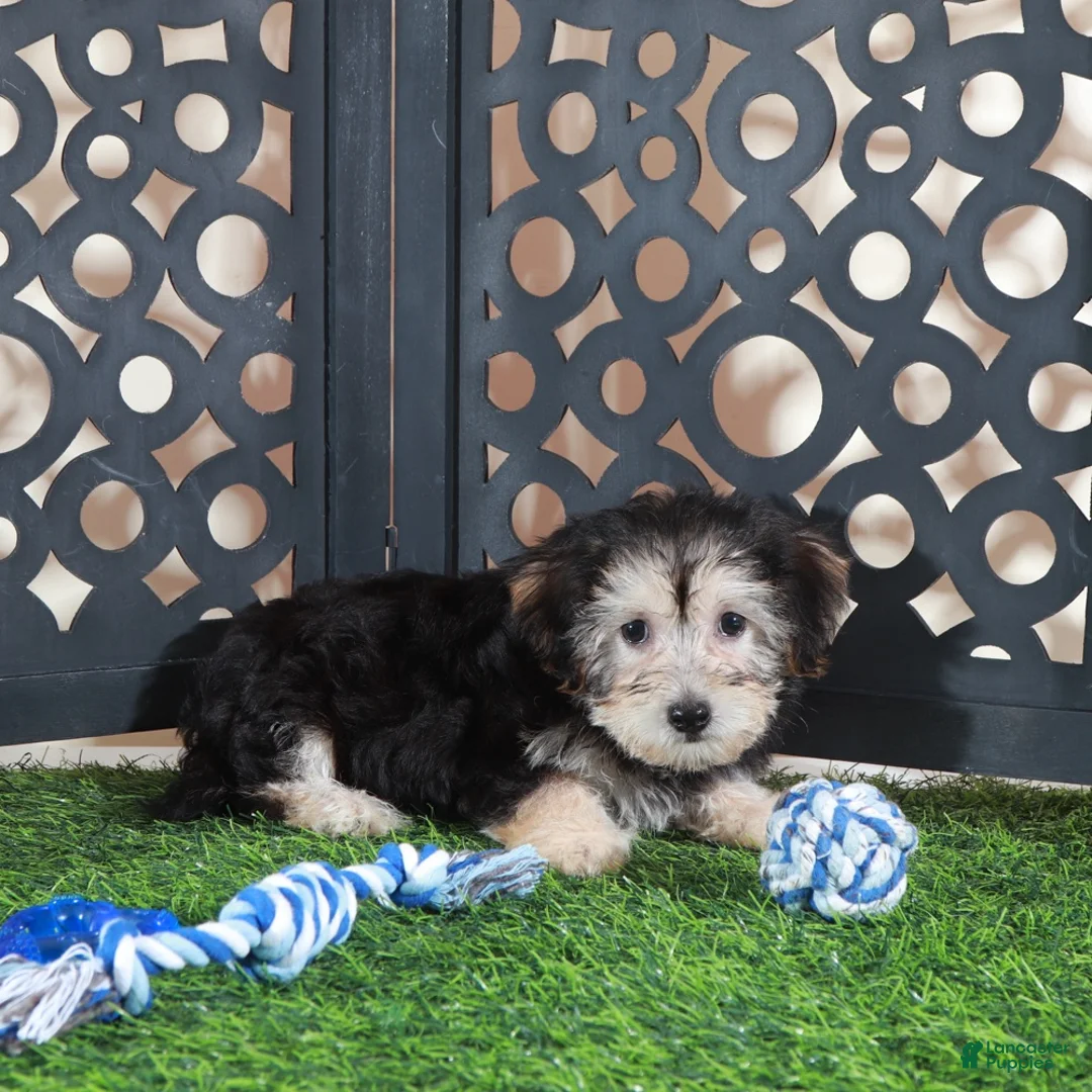 Yochon dogs for sale: AJ Handsome Male Yochon Puppy - Ad 2