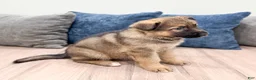 German Shepherd dogs for sale: Kermit - Ad 3