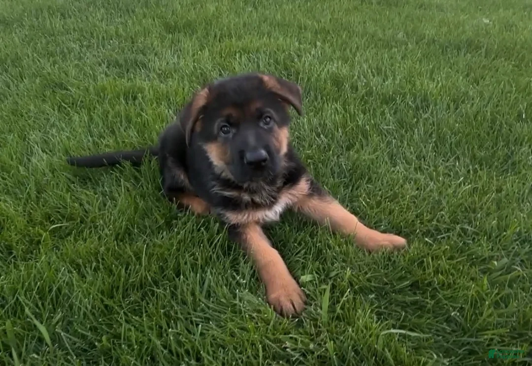 German Shepherd dogs for sale: John Boy - Ad 2