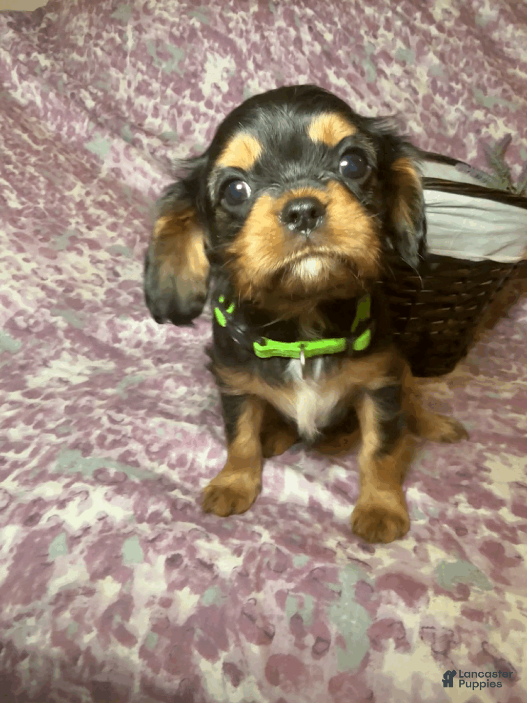 Cavalier King Charles Spaniel dogs for sale: Wasabi - Ad 3