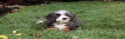 Mini Bernedoodle dogs for sale: Whyatt - Ad 14
