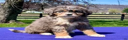 Bernedoodle dogs for sale: Lucy - Ad 3
