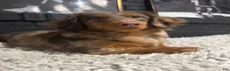Miniature Dachshund dogs for sale: Miniature Dachshund 1 - Ad 3