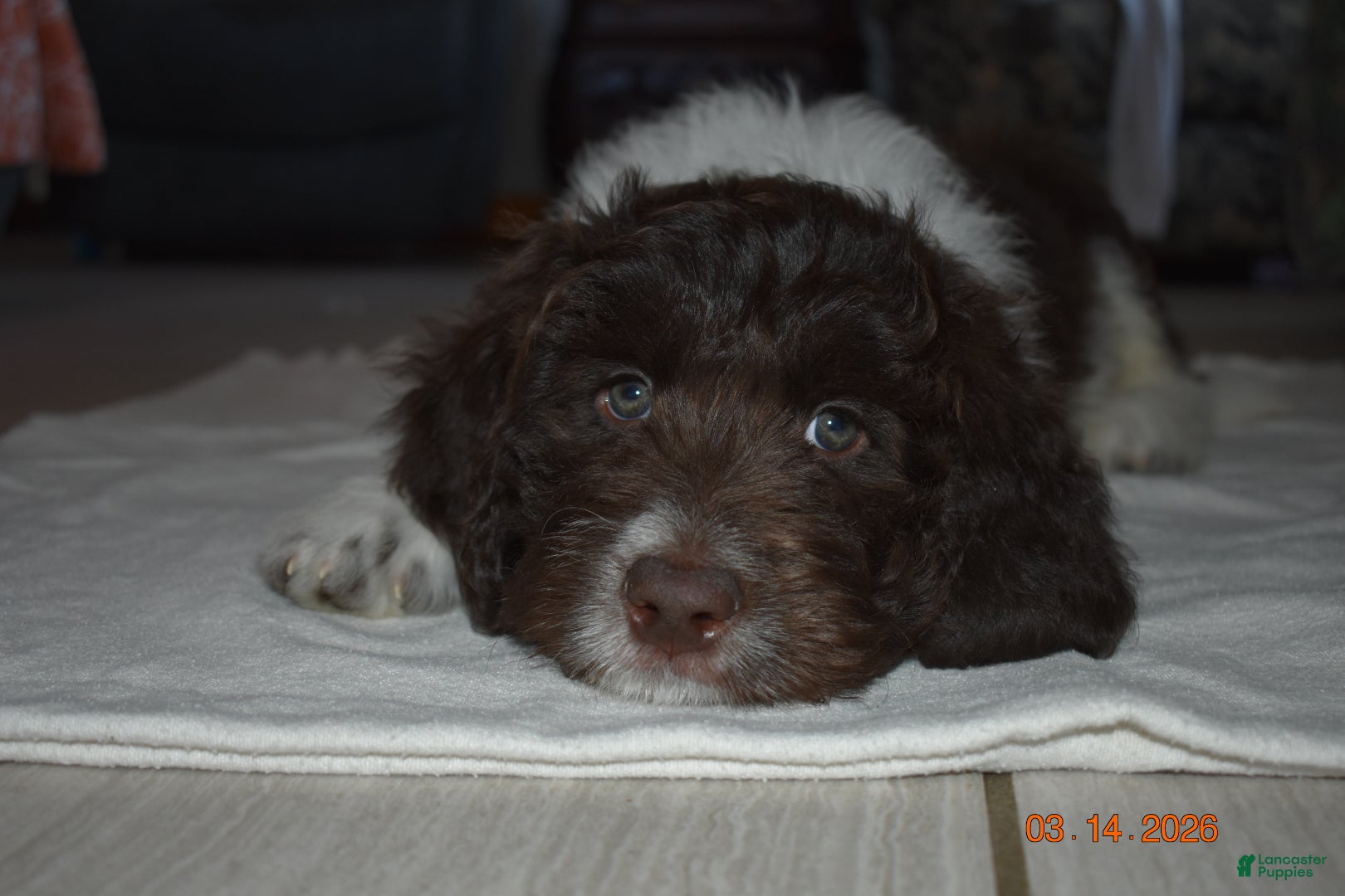 Newfypoo dogs Dark Blue - Ad 2