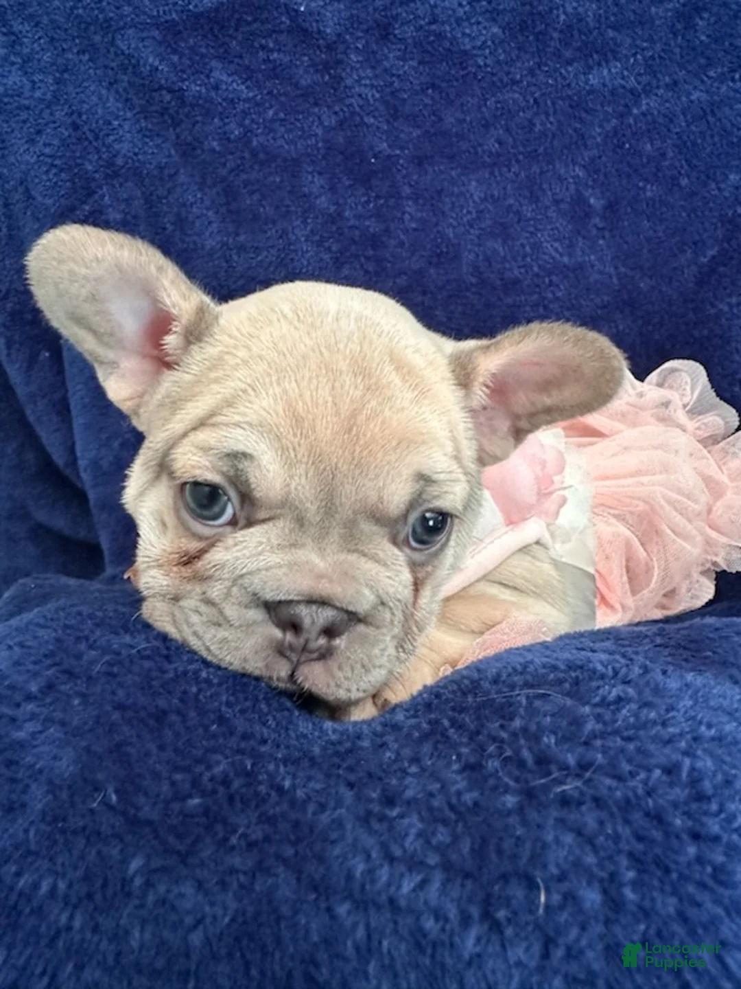 French Bulldog dogs for sale: Lilac Pretty - Ad 6