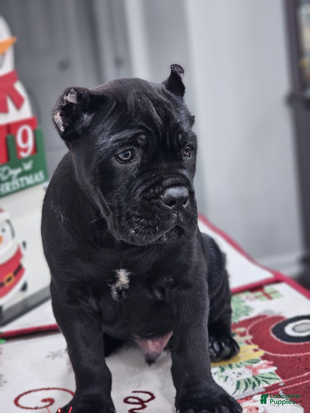 Cane Corso dogs for sale: ZEUS - Ad 1