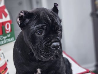 Cane Corso dogs ZEUS - Ad 40