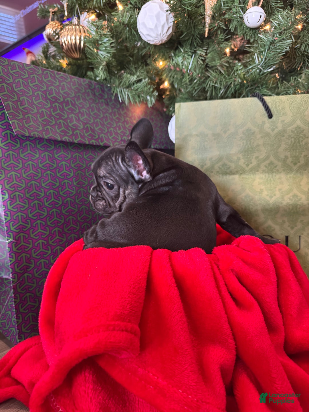 French Bulldog dogs for sale: Kalea - Ad 5
