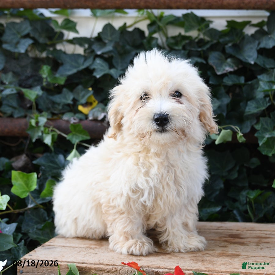 Maltipoo dogs Lily - Ad 1