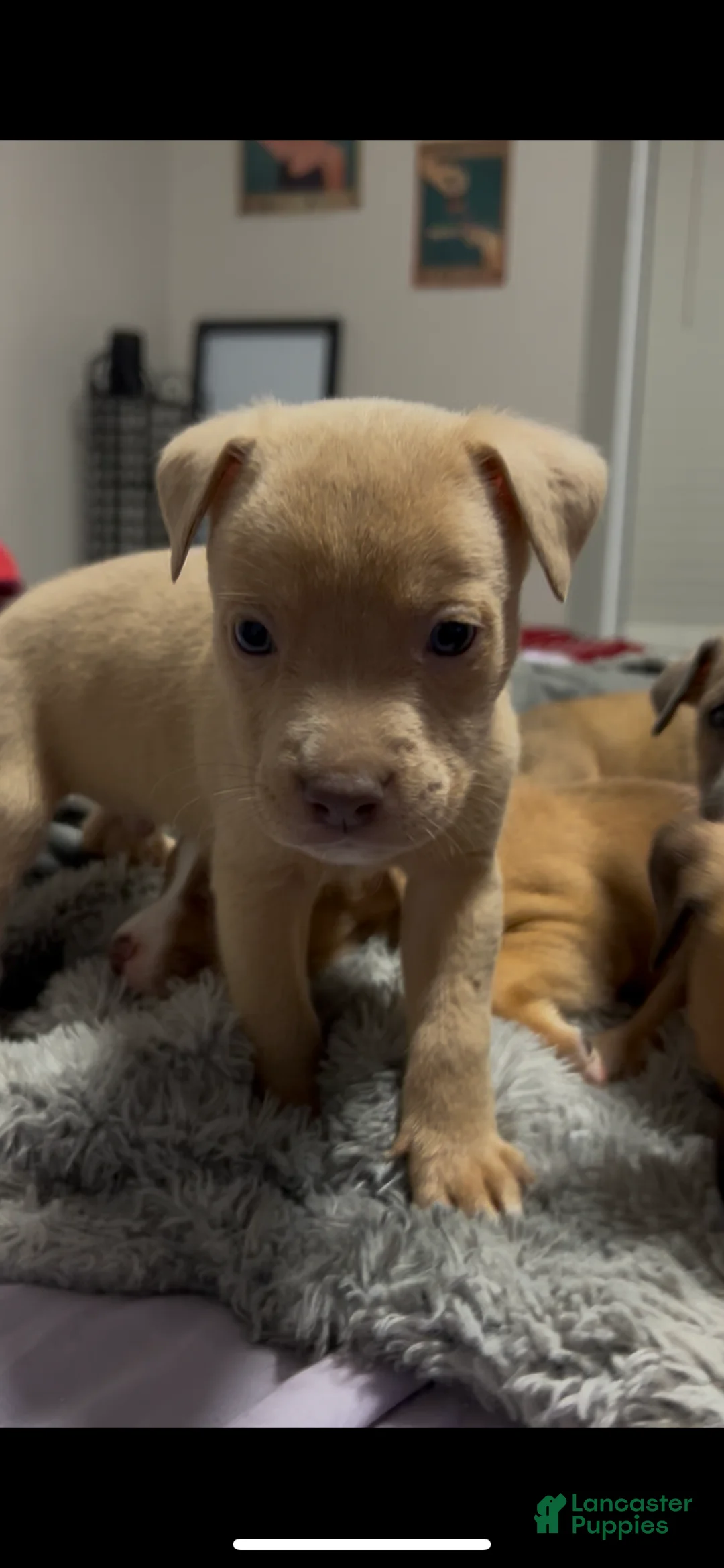 Mixed Breed dogs for sale: Boy 1  - Ad 2