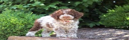 Lagotto Romagnolo dogs for sale: Mia - Ad 12