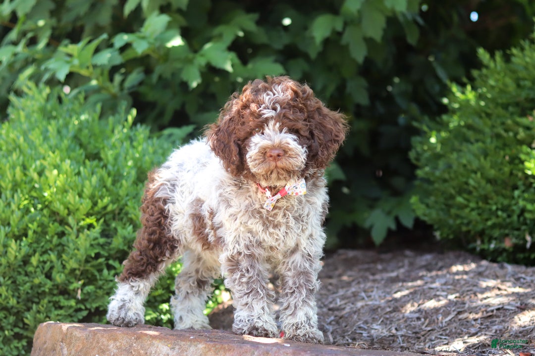 Lagotto Romagnolo dogs for sale: Mia - Ad 12