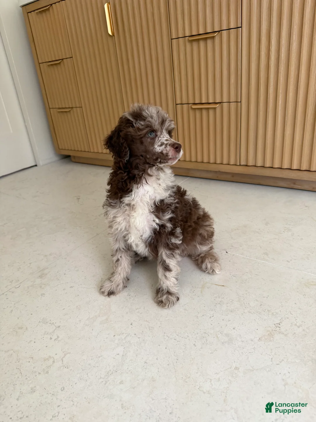 Miniature Poodle dogs for sale: Starling  - Ad 2