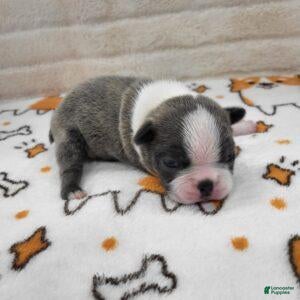Boston Terrier dogs for sale: Male 2 - Ad 2