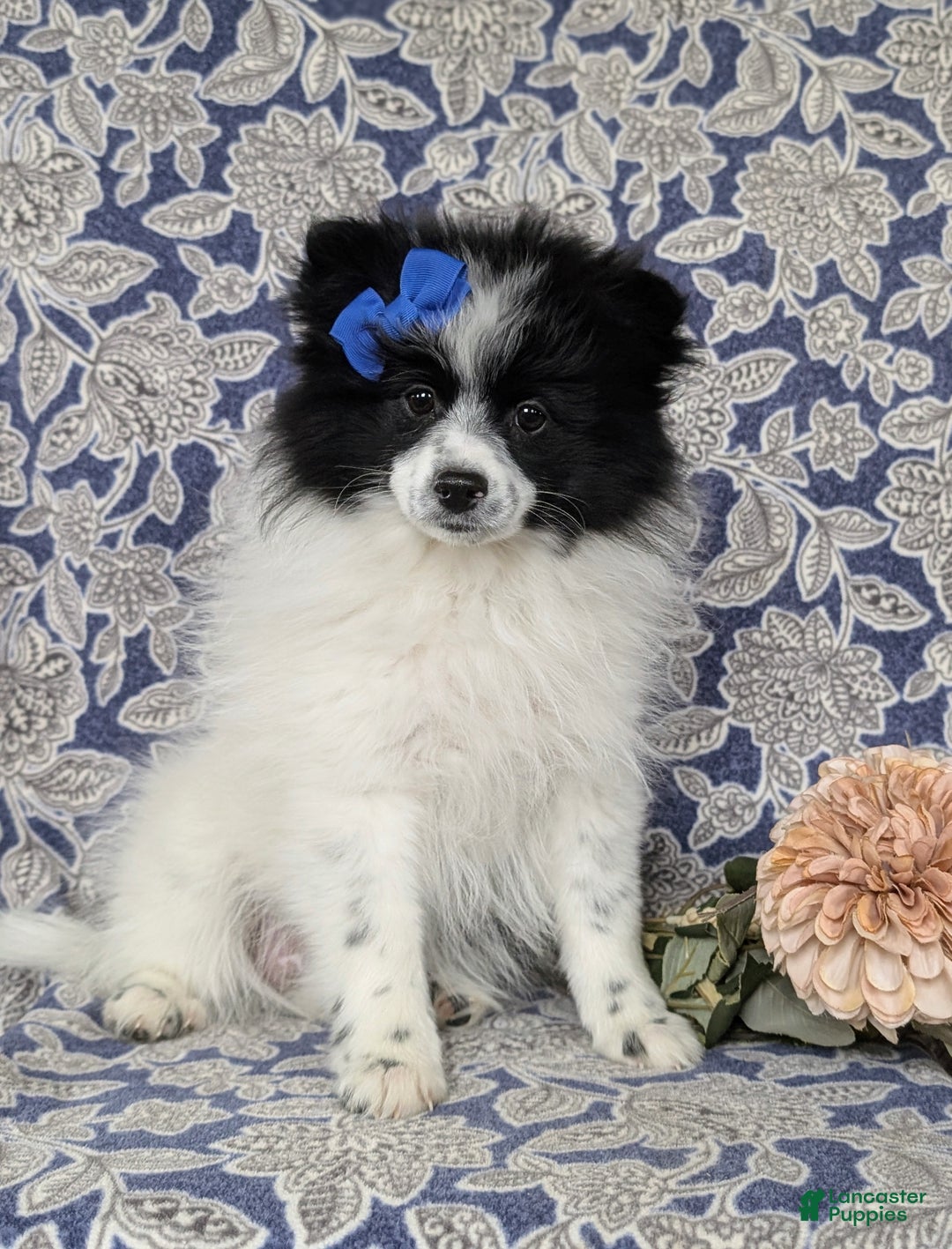 Pomeranian dogs for sale: Pheobe - Ad 2