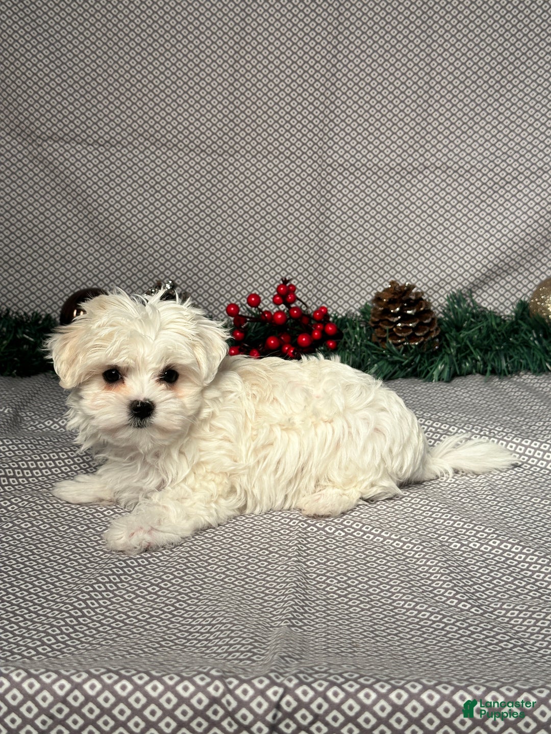 Maltese dogs for sale: Ivy - Ad 4